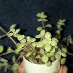 Crassula expansa ഇല