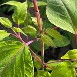 Salvia involucrata Outro