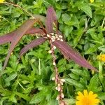 Persicaria punctata Foglia