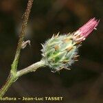Volutaria tubuliflora Flor