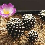 Mammillaria luethyi Hábito