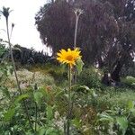 Tithonia tubaeformis Blüte