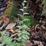 Polystichum acrostichoides ശീലം