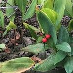 Convallaria majalis Blatt