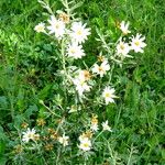 Chiliotrichum diffusum Habitus