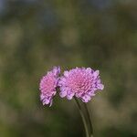 Scabiosa canescens Blüte