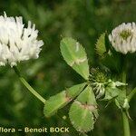 Trifolium michelianum Altres