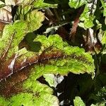 Tiarella trifoliata Blatt