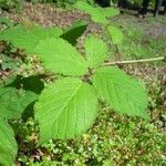 Rubus mucronatiformis