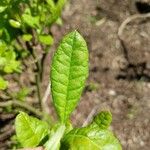 Rhododendron periclymenoides Leaf