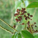 Zanthoxylum rhoifolium 果実