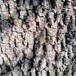 Fraxinus angustifolia Corteccia