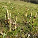 Equisetum telmateia Hábito