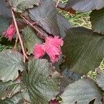 Corylus maxima Foglia