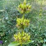 Gentiana lutea Plod