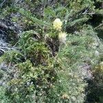 Astragalus alopecurus Lorea