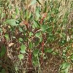 Rumex roseus برگ