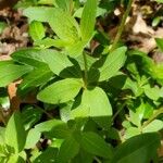 Galium circaezans Leaf