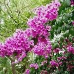 Bougainvillea spectabilis 花