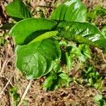 Vangueria madagascariensis Hoja