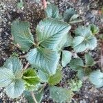 Fragaria chiloensis Листок