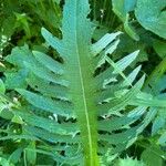 Cirsium rivulare Fuelha