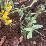 Crotalaria chrysochlora Hostoa