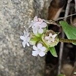 Valeriana vesicaria Flower