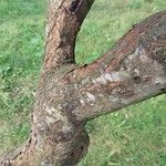 Rhus glabra Corteza