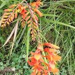 Crocosmia × crocosmiifloraFlower