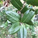 Eucryphia cordifolia Foglia