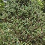 Picea schrenkiana Облик