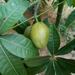 Pachira glabra Fruitua