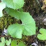 Petasites albus Blad