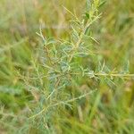 Genista anglica Leaf