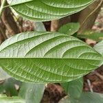 Sparrea gomphophylla Blatt