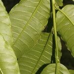 Cestrum racemosum Leaf