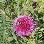 Cirsium eriophorumÇiçek