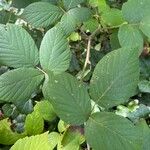 Rubus foliosus Blatt