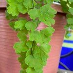 Adiantum raddianum Leaf