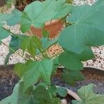 Gossypium herbaceum Likasa