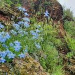 Delphinium leroyi Квітка