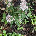 Symphyotrichum lanceolatum Alkat (teljes növény)