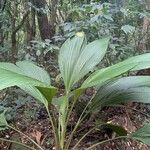 Asplundia insignis Hoja