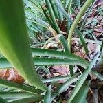 Aechmea distichantha Leaf