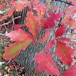 Quercus alba Blad