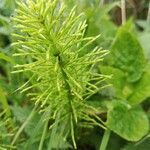 Equisetum pratense Лист