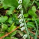 Spiranthes spiralis Pokrój