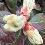 Rhododendron columbianum Flor