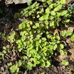 Dichondra carolinensis Feuille